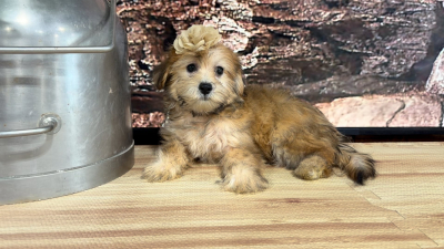 Teddypoo F 4799