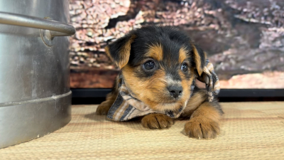 Yorkiepoo M 8845