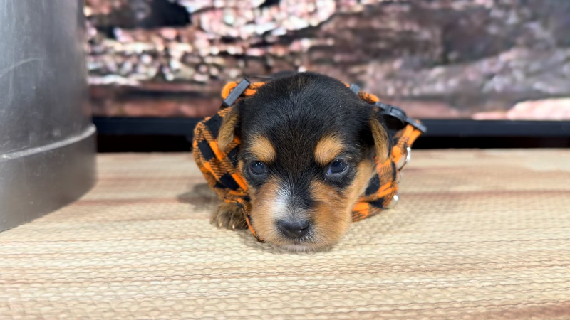 Yorkiepoo M 8845