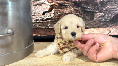 Teddypoo (Malshipoo) Peaches &amp; Creme M 9395
