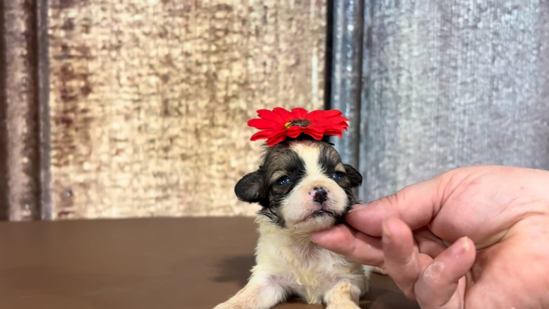 Toy Malshipoo F 5111