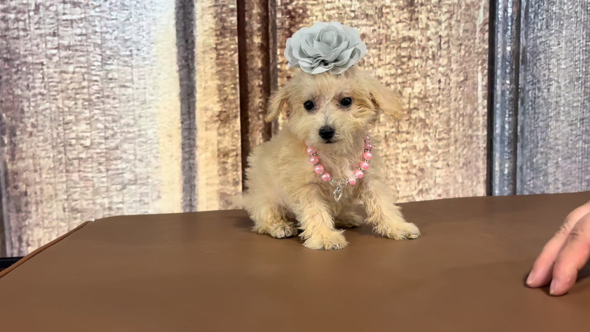 Teacup Chi-Poo (Poodle X Chihuahua) F 3620