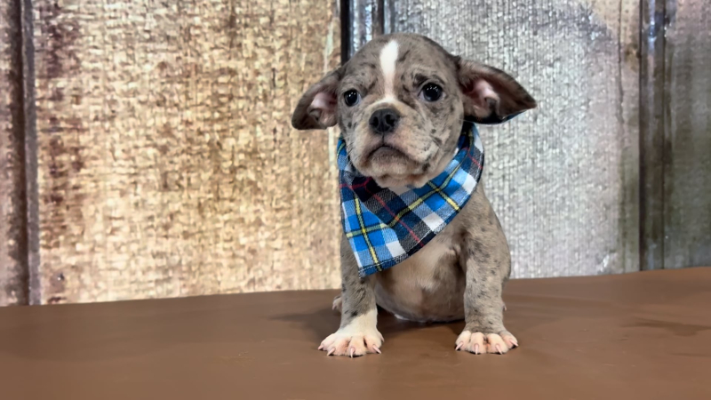 French Bug Blue Eyes M 2275