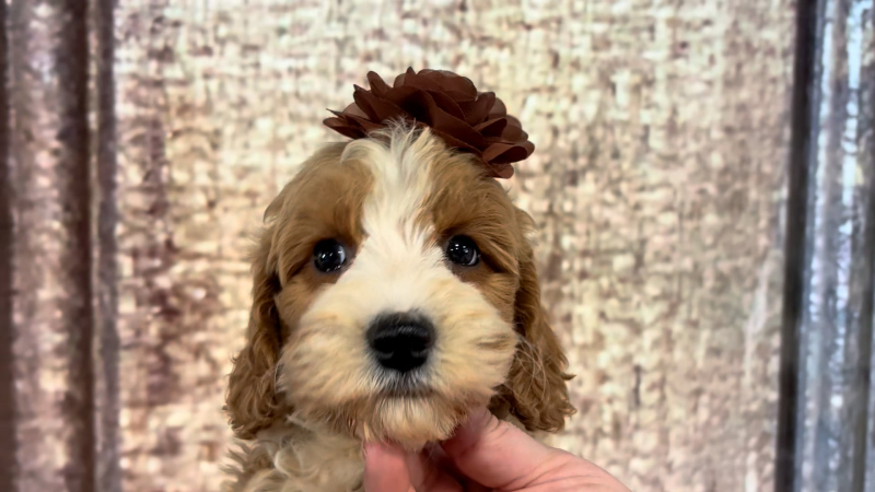 Mini Goldendoodle F1B F 4917