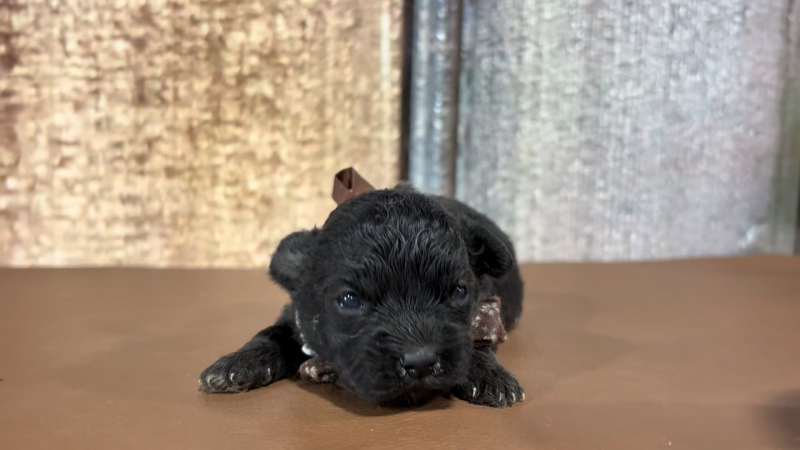 Toy Malshipoo M 5120