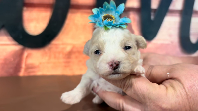 Teddypoo F 4977