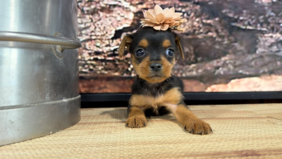 Yorkiepoo F 8852