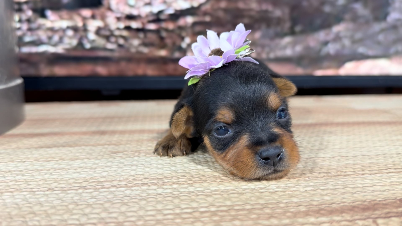 Yorkiepoo F 8852