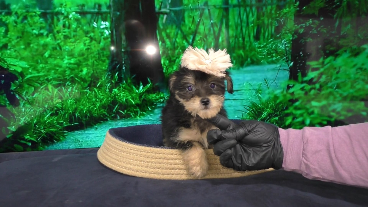 Puppy Personality and Intelligence Feedback From Hundreds Of Past Customers