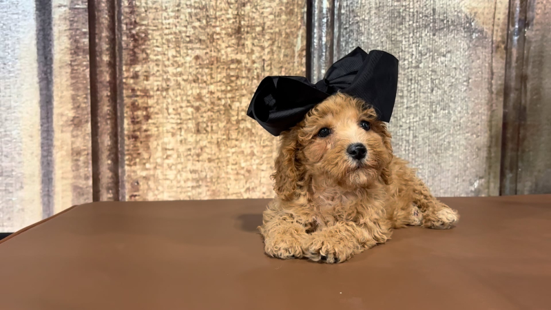 Med F1B Goldendoodle F 2214