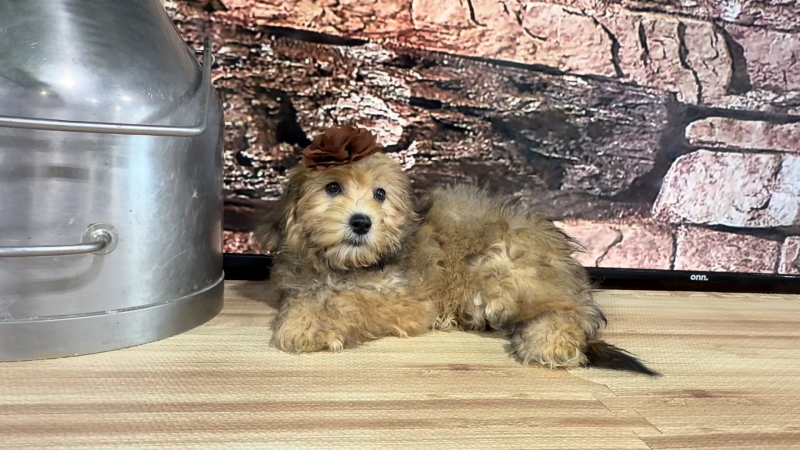 Teddypoo F 4798