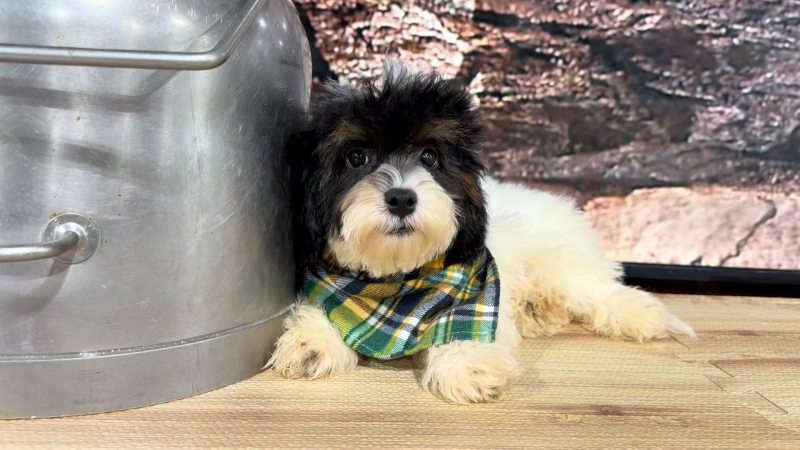 Maltipoo Tri-color M 4784