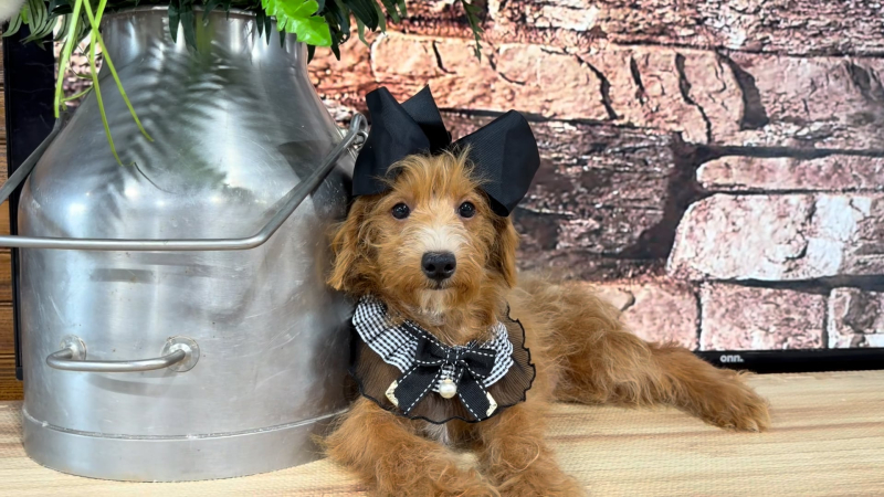 Toy F1BB Goldendoodle F 4976