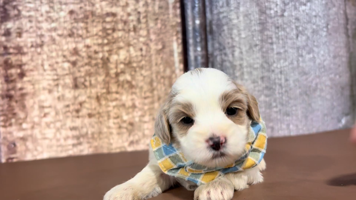 Teacup Teddy Bear M 2298