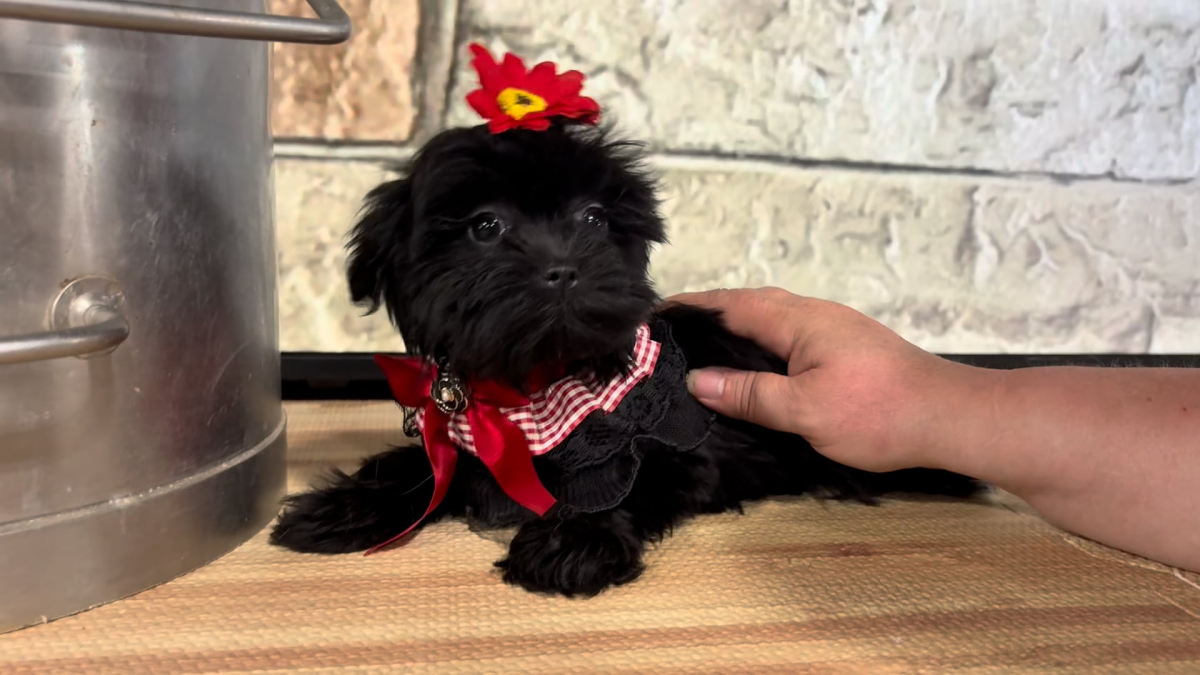 Maltipoo F 5067