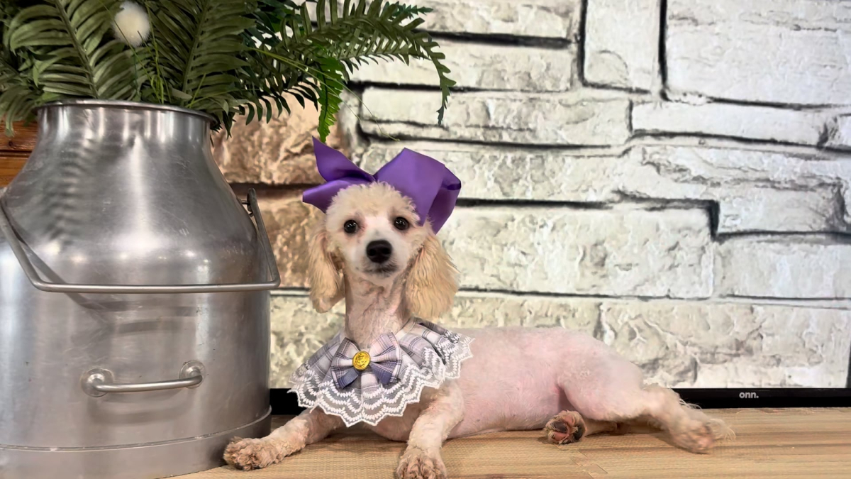 Maltipoo F 5129