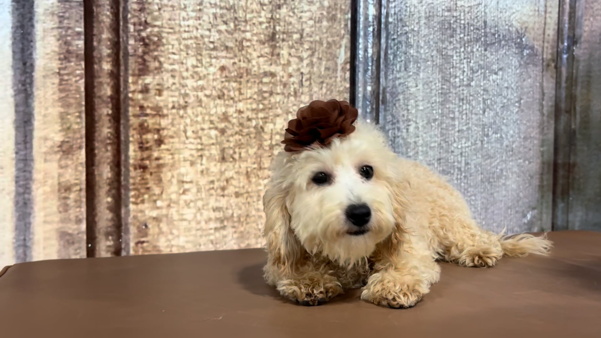 Teacup Maltipoo F 5112