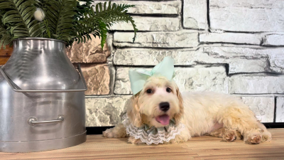 Cavapoo F 4948