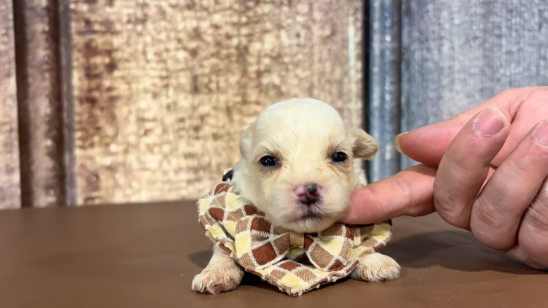 Toy Malshipoo M 5110