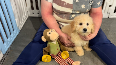 Cavapoo M 4896