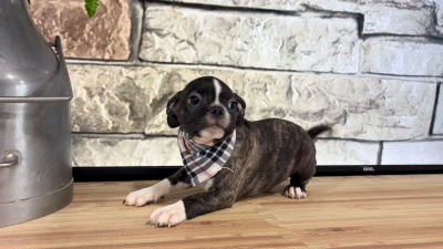 Frenchton M 5070