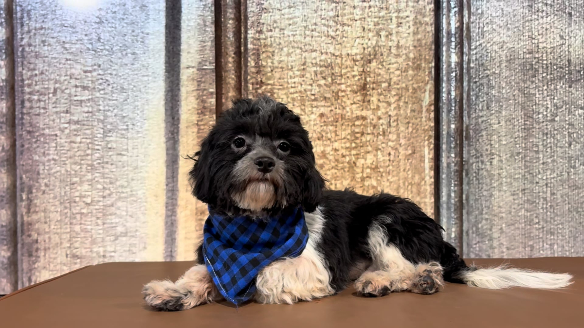 Teacup Shih Tzu M 5646