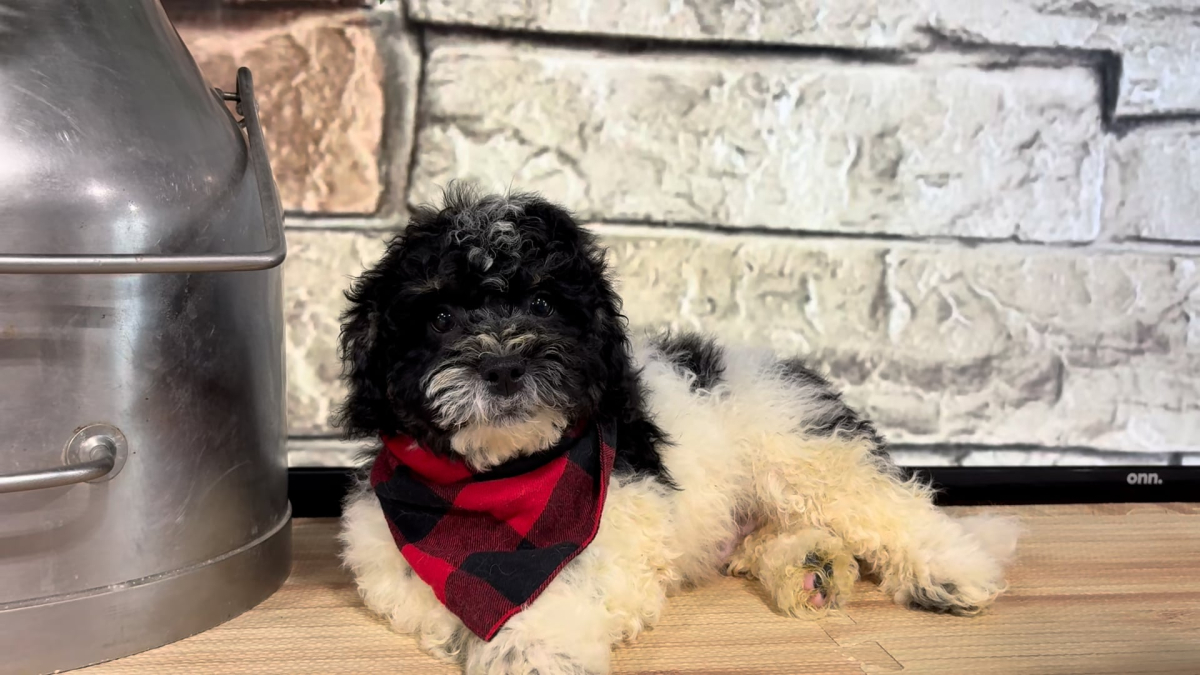 Malshipoo M 4706