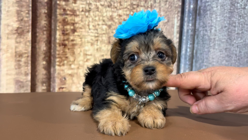 Teacup Yorkshire Terrier F 2320