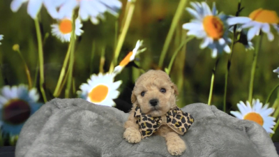 Understanding Teacup Puppies: Size, Age, and Health Considerations