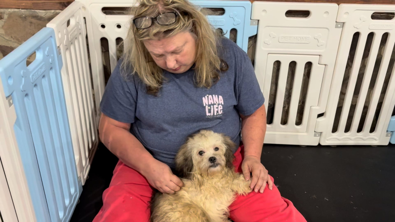Maltipoo M 4947