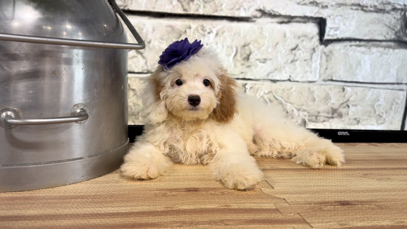 Mini Goldendoodle F 4763