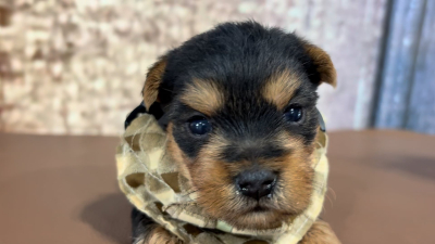 Yorkshire Terrier Male 4899