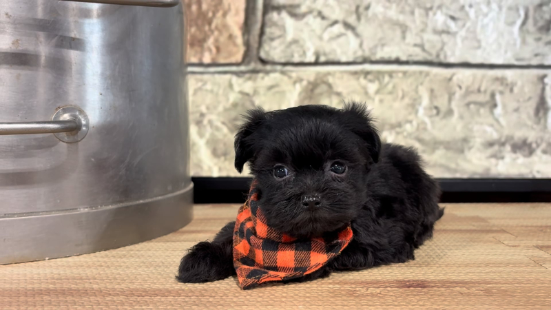 Maltipoo M 4777