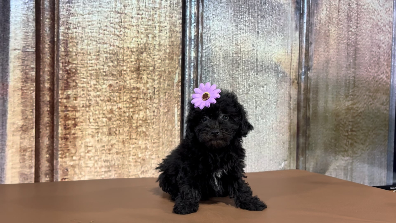 Teacup Maltipoo F 2208