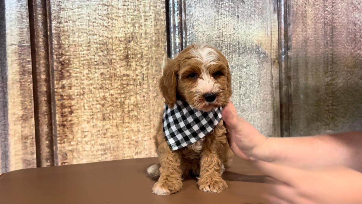 Med F1B Goldendoodle M 2203