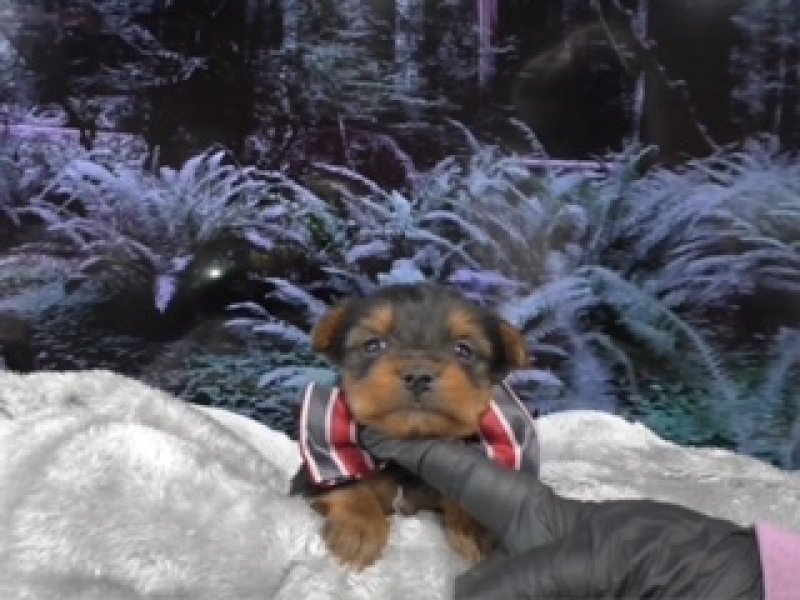 Yorkshire Terrier Male 9549, Available 3-31-24. Deposit now!