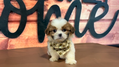 Imperial ShihTzu M 5056