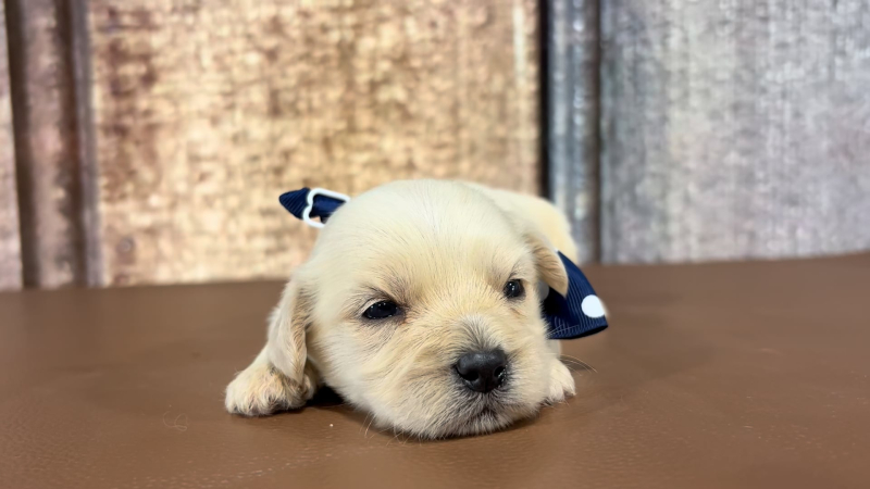 Toy Malshipoo M 5116