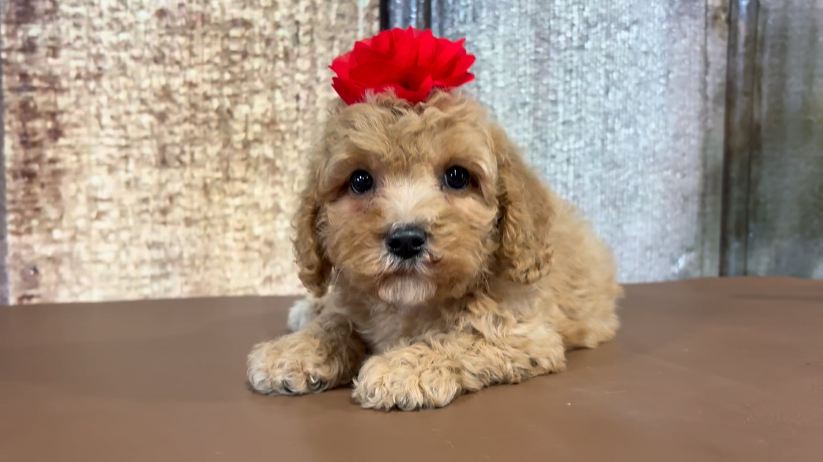 Med F1B Goldendoodle F 2214