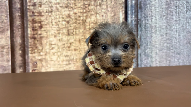 Teacup Yorkshire Terrier Blue/Gold M 2270