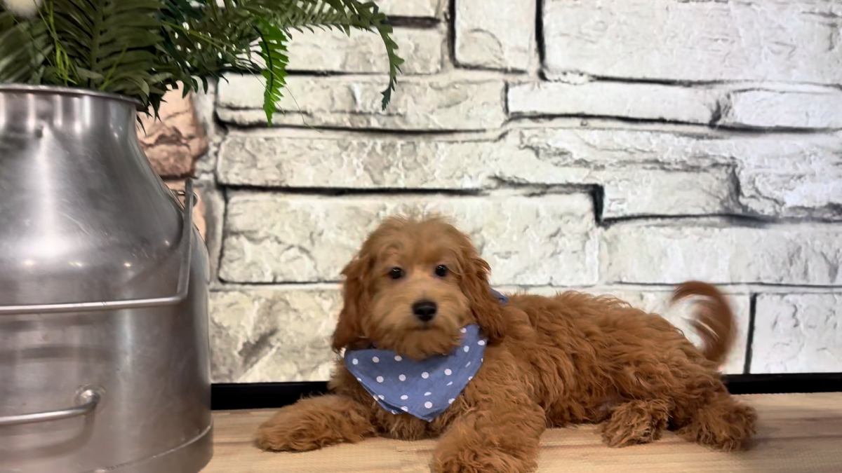 Maltipoo Red Male 5050
