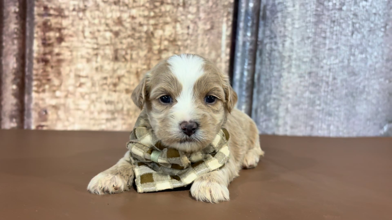 Teacup Teddy Bear M 2162