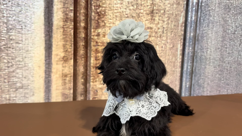 Teacup Maltipoo Black F 6843