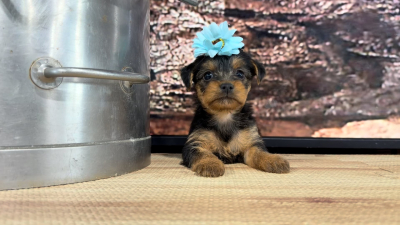 Yorkiepoo F 8860