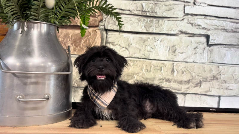 Shihpoo M 4858