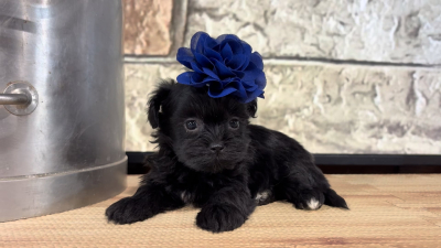 Maltipoo F 5067