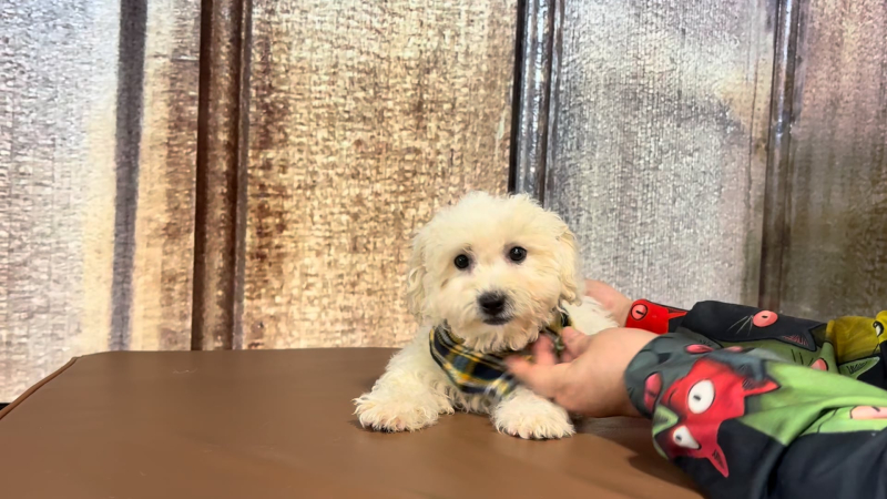 Teacup Malshipoo M 2268