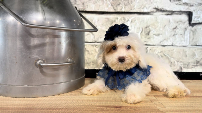 Mini Goldendoodle F 4762