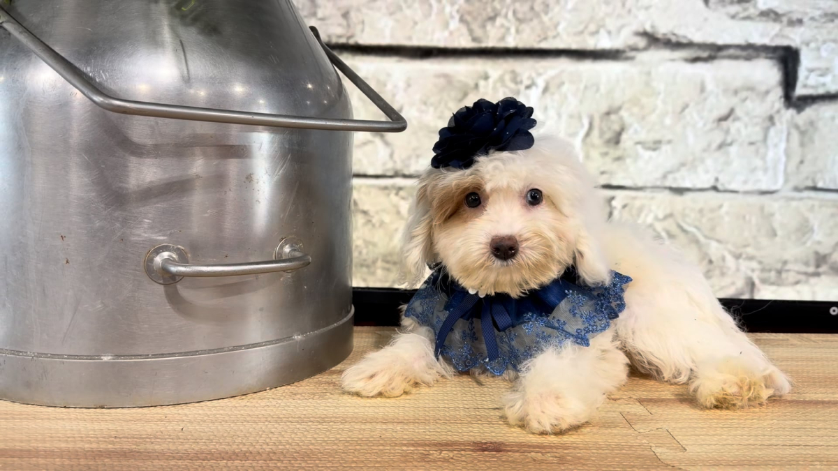 Mini Goldendoodle Funny Face F 4762