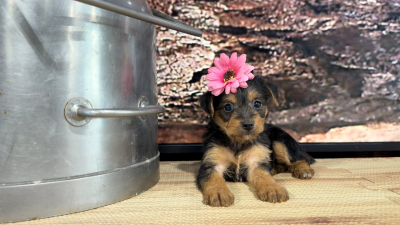 Yorkiepoo F 8843